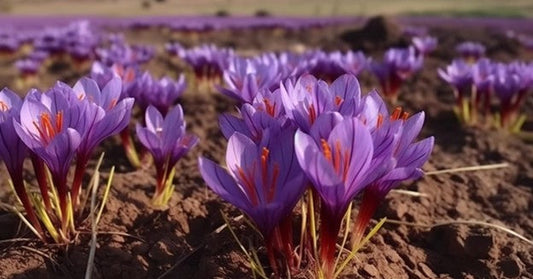 Cultivating Saffron